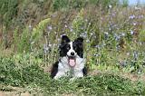 BORDER COLLIE 327